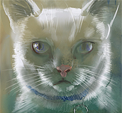 Silver
                            Shadow